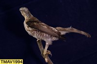 鳳頭蒼鷹藏品圖，第11張